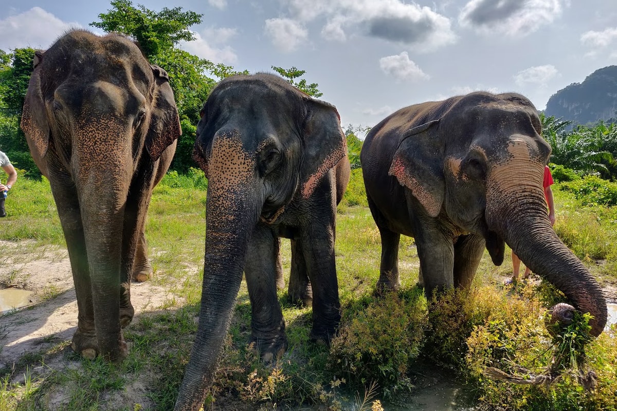 Krabi Sanctuary 3