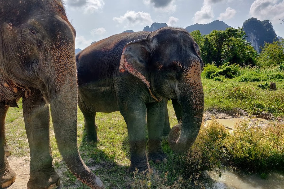 Krabi Sanctuary 4