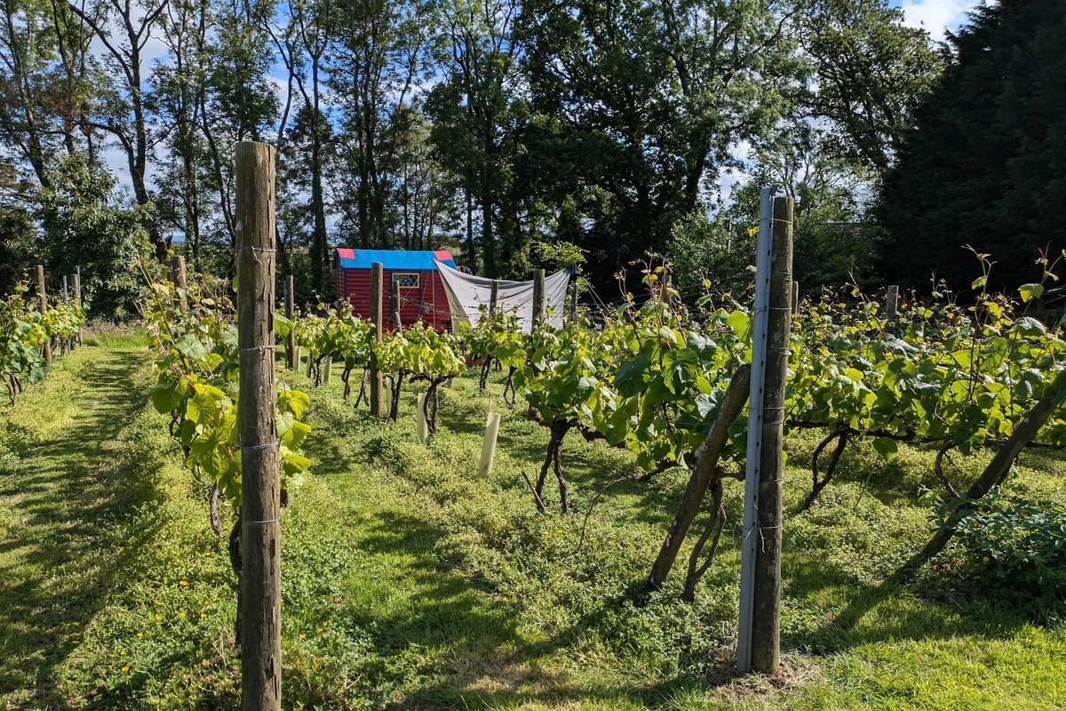 Ten Acres Vineyard