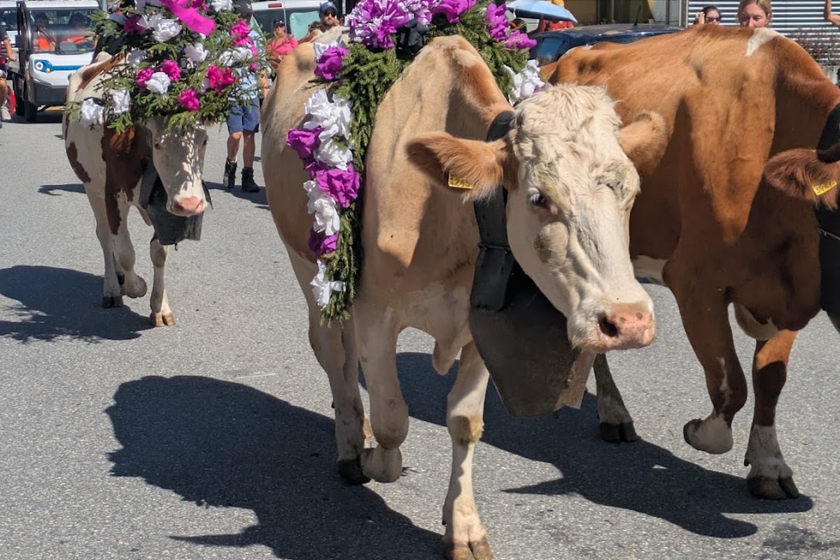 Alpabzug cow descent - Lauterbrunnen