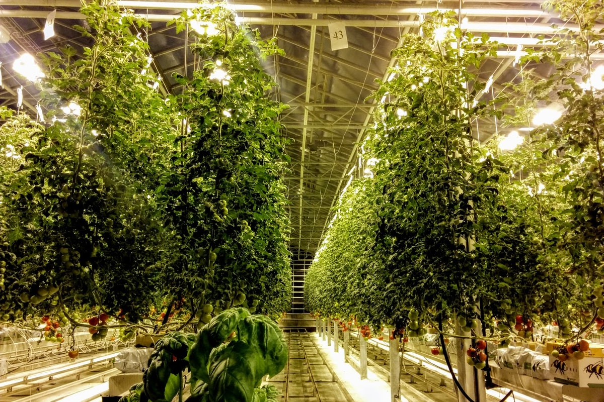 tomato house