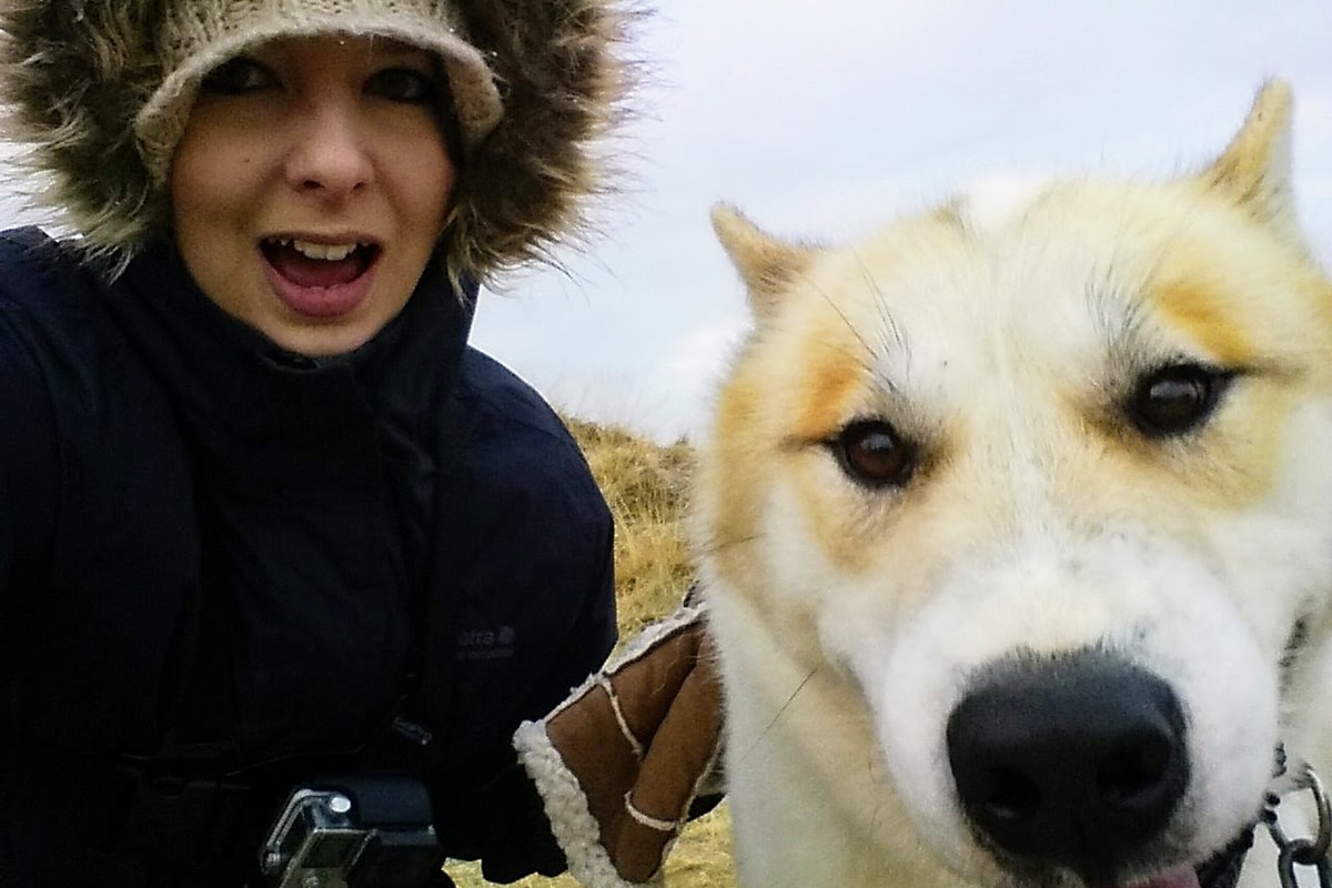Dog sledding in Iceland