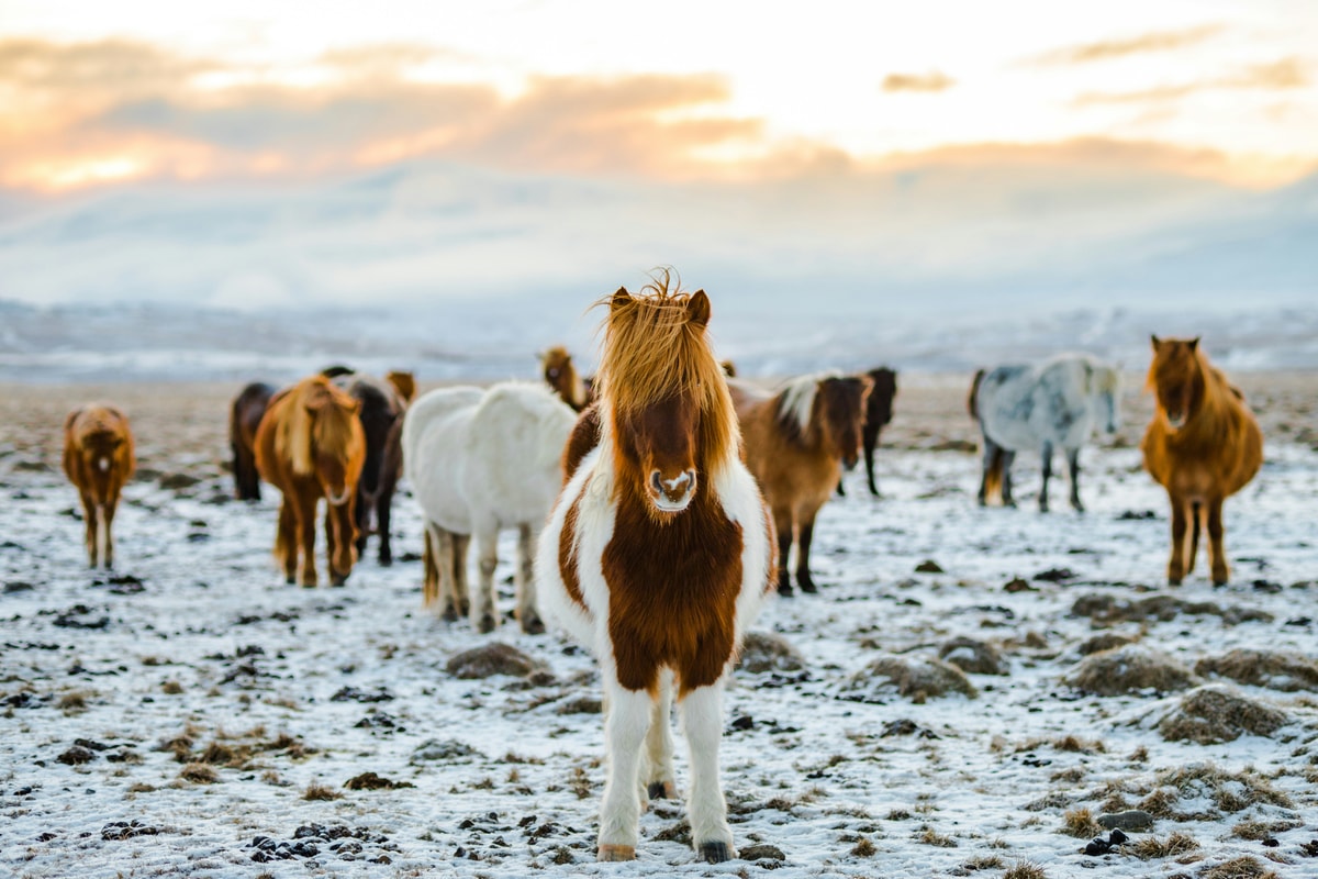 Things to do in Iceland - see Icelandic pony's