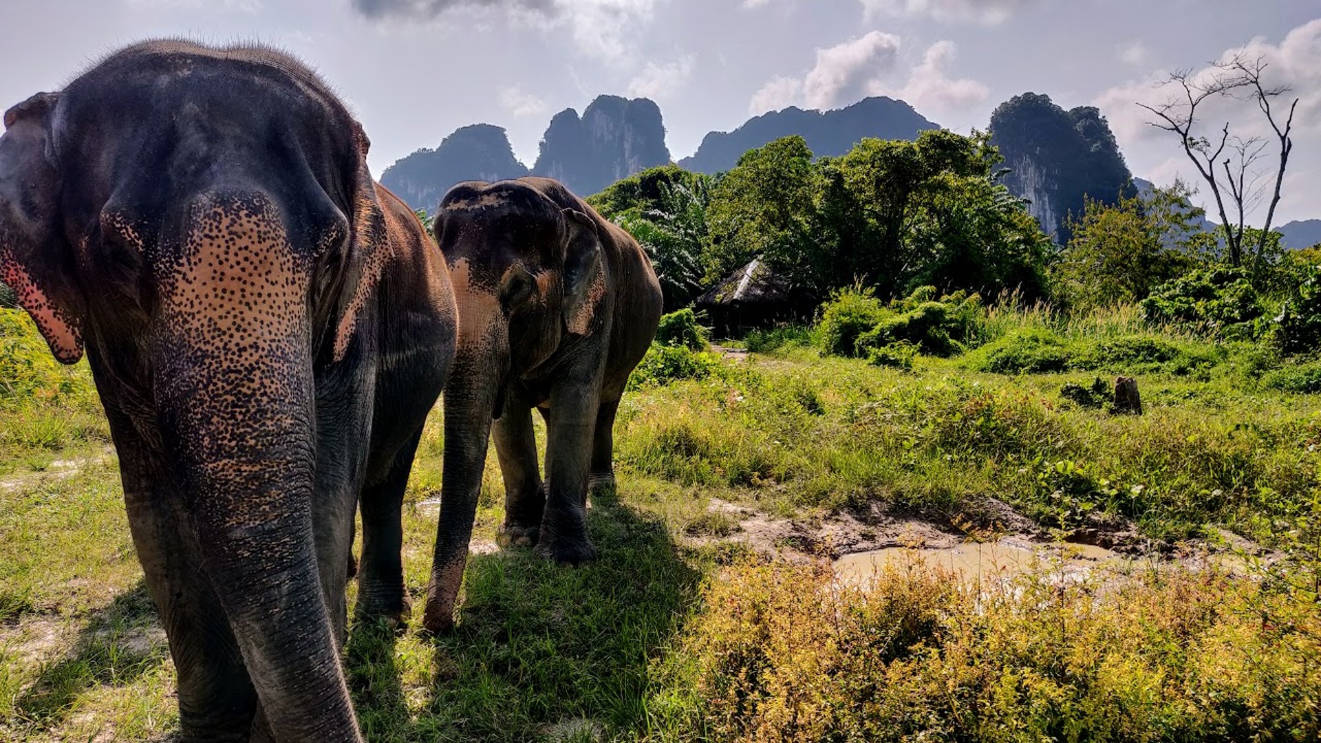 Visiting Elephant Sanctuaries in Thailand: What You Need to Know Before You Go
