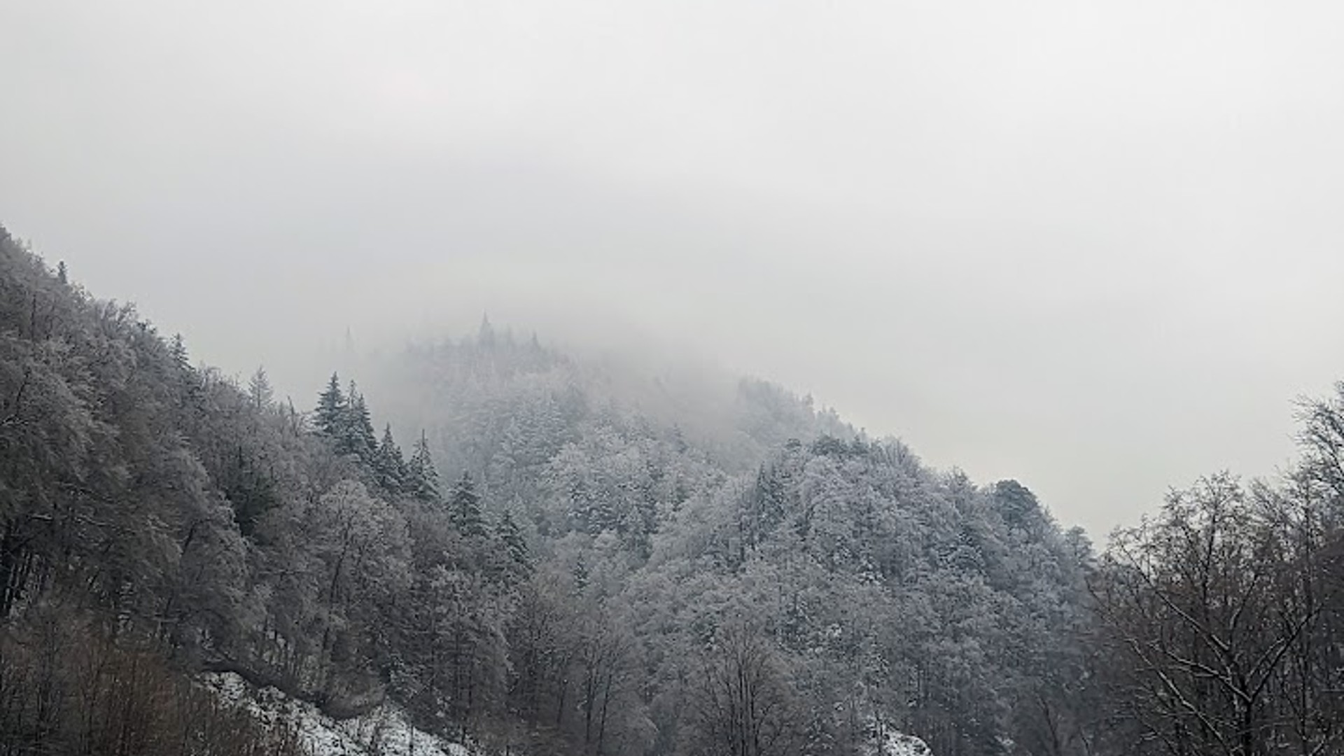 What You Need to Know About Spending Christmas in The Black Forest