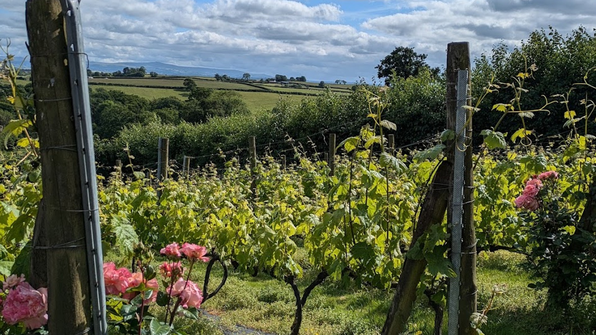 Camping at Ten Acres Vineyard: Trip Report