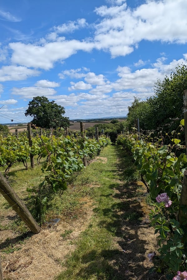 Ten Acres Vineyard