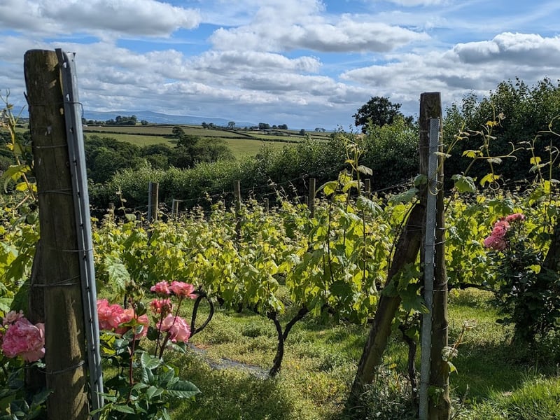 Camping at Ten Acres Vineyard: Trip Report