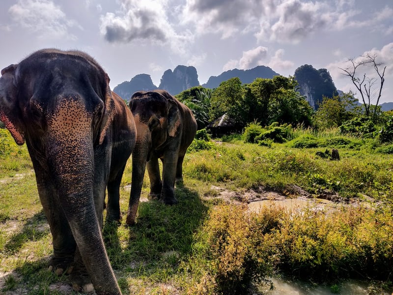Visiting Elephant Sanctuaries in Thailand: What You Need to Know Before You Go
